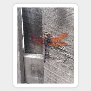 Dragonfly Sticker